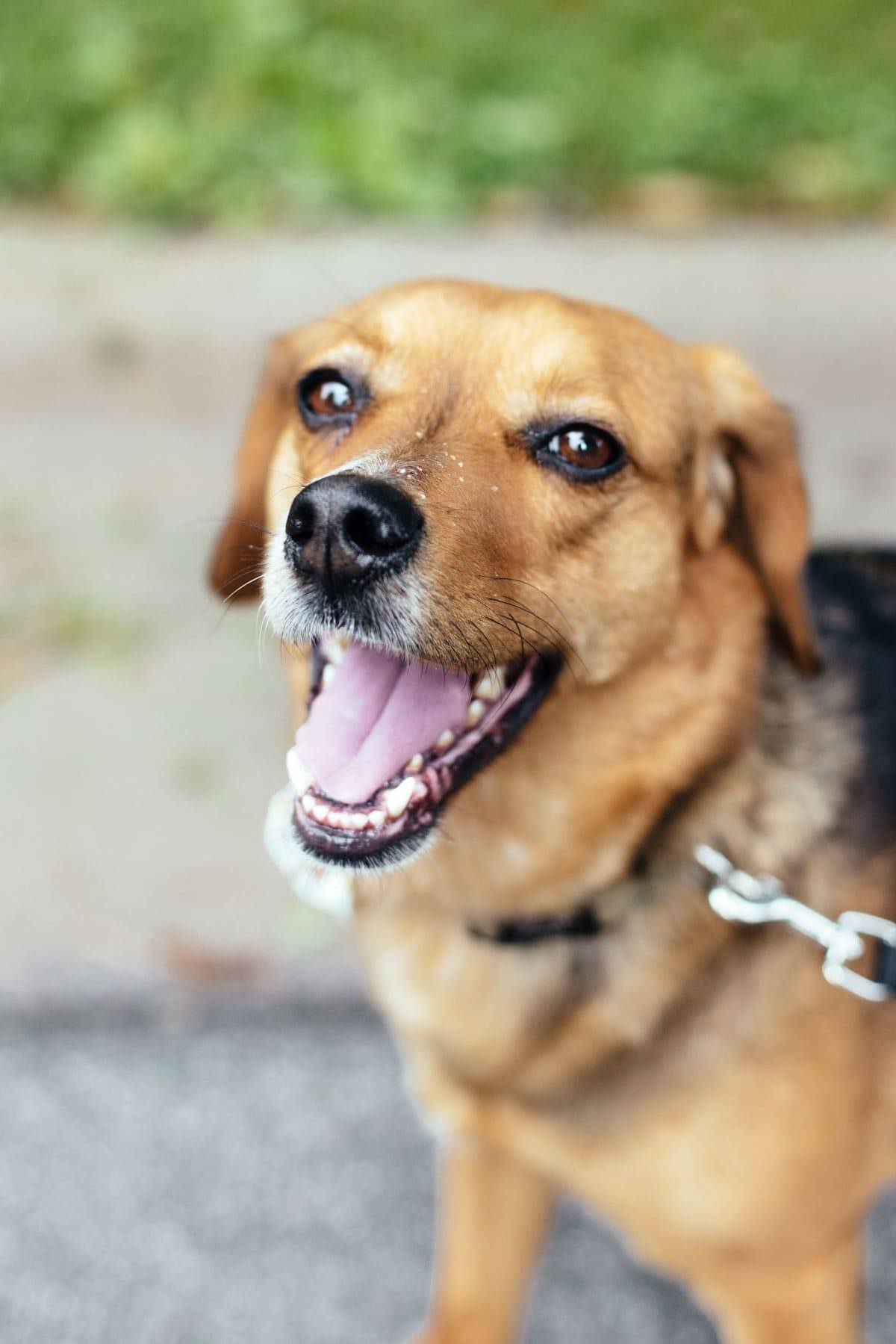 Dog outside.