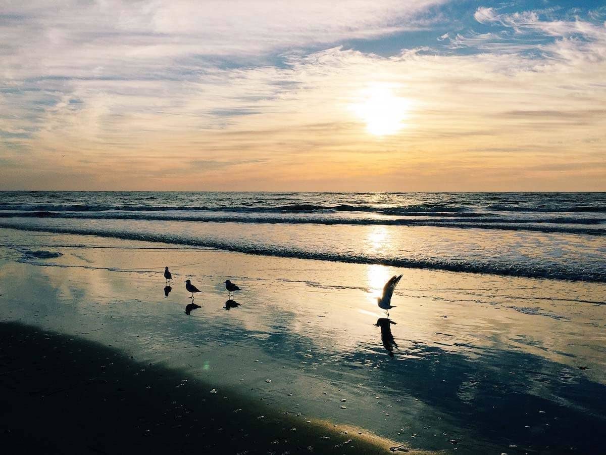 Birds on the shore.